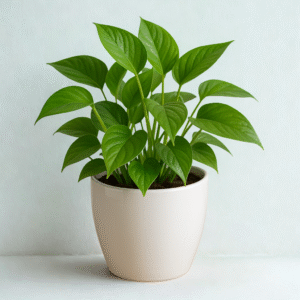 Money Plant (Pothos / Golden Pothos)