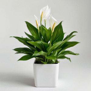 Peace Lily Plant