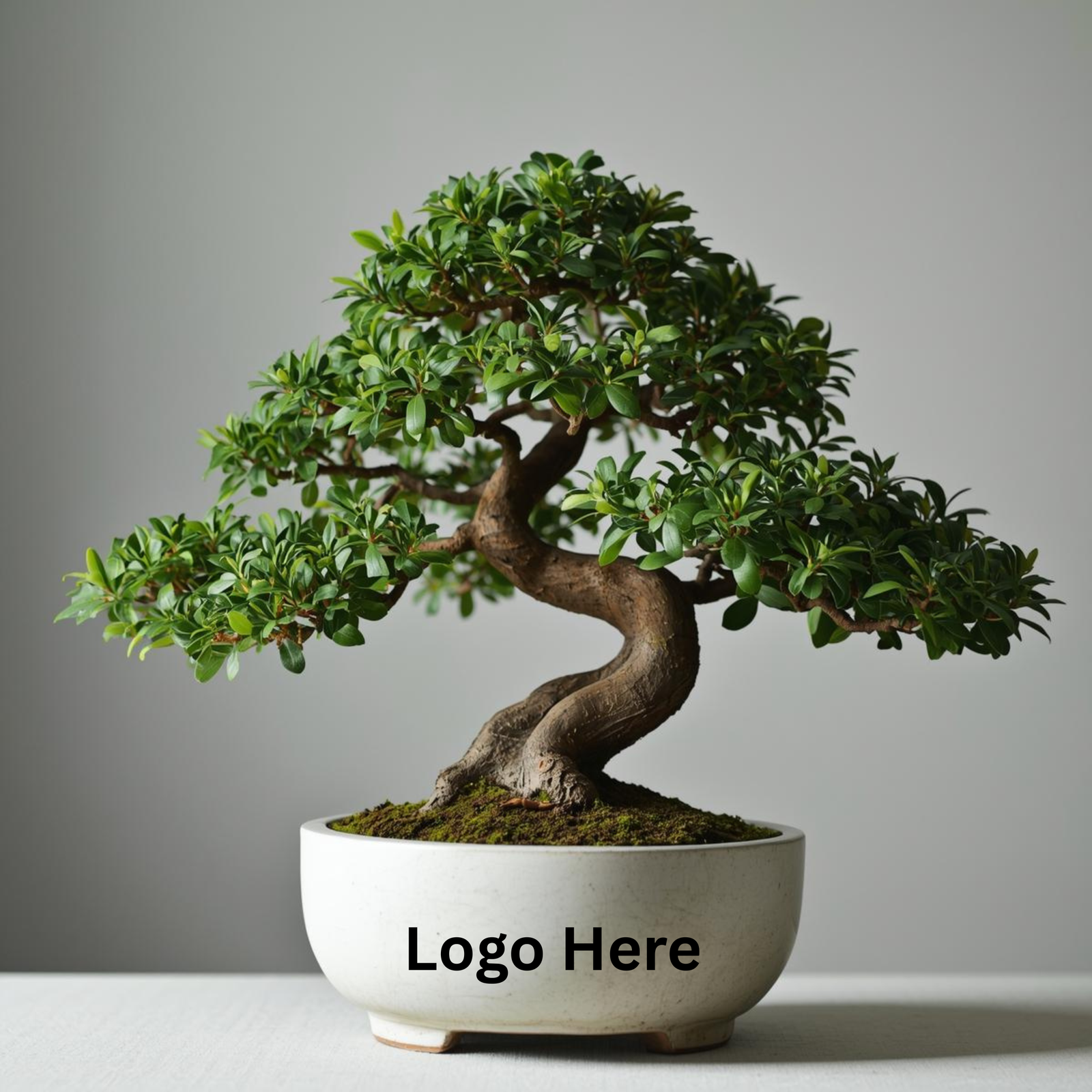 bonsai1