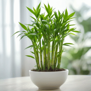 Lucky Bamboo Plant