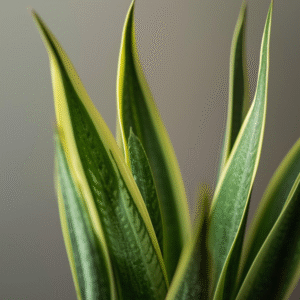Snake Plant